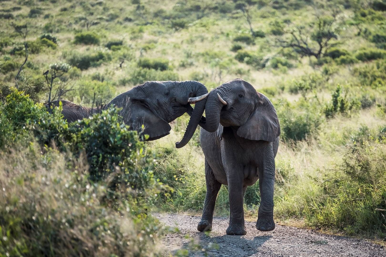Jeunes élephants dans le parc national des Elephants d'Addo - Afrique du Sud