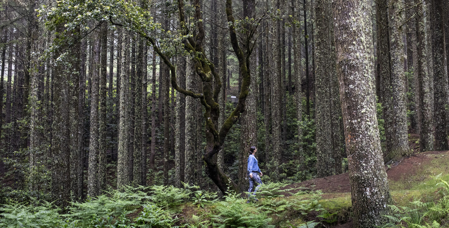 Randonnée dans la forêt de Faial à Madère