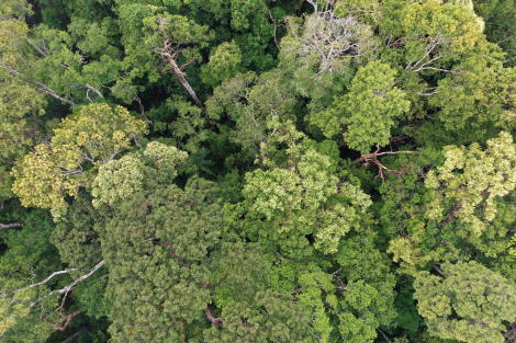 Canopée Cairns Queensland Australie