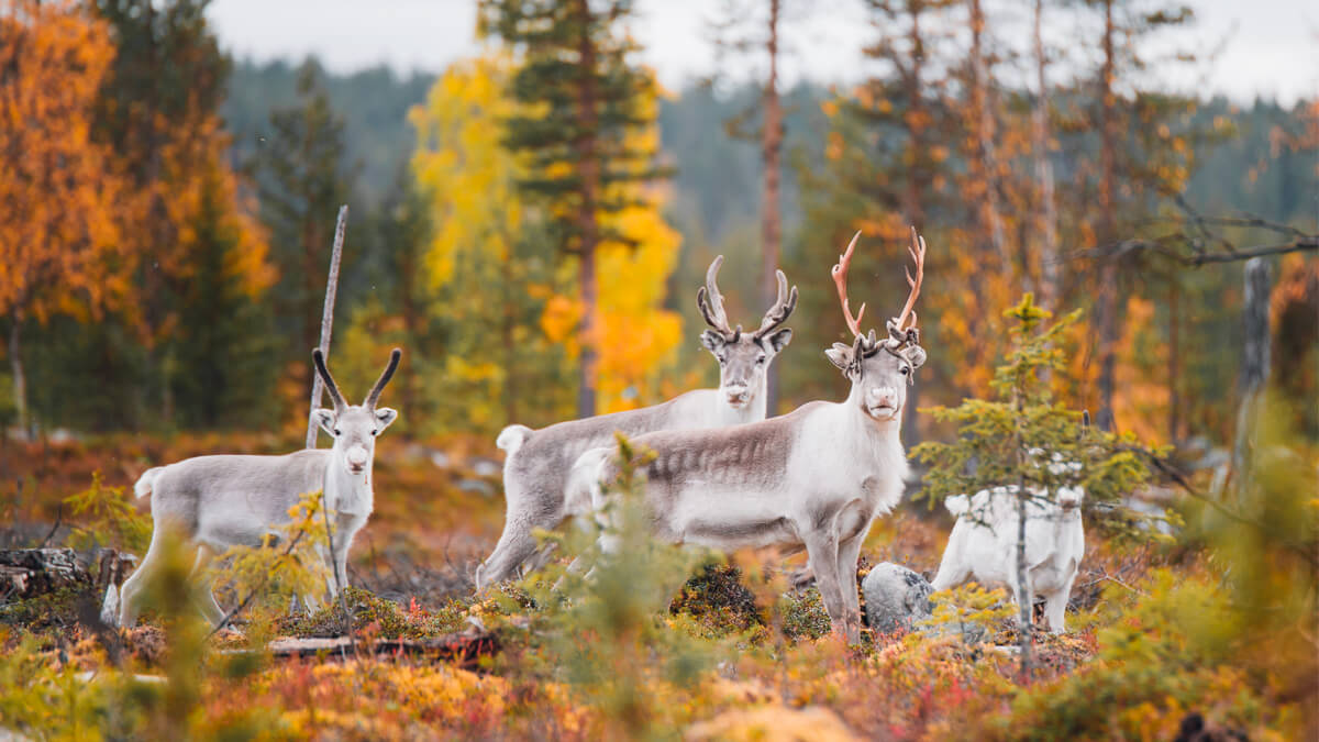 Immersion en Finlande