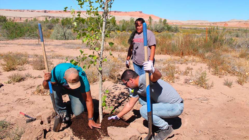 L’association Tree Utah