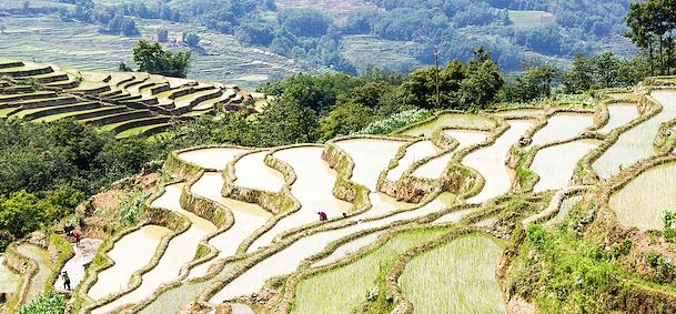 Yuanyang