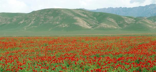 Ferghana