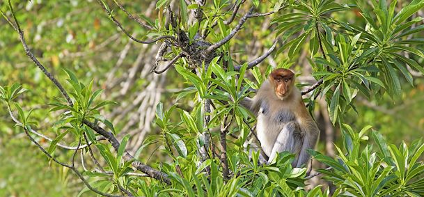 Borneo