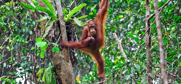 Orang-outan