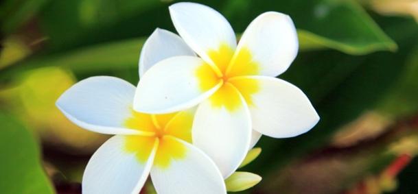 Jardin botanique de La Réunion