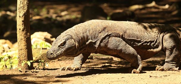 Dragon de Komodo