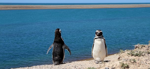 Punta Tombo