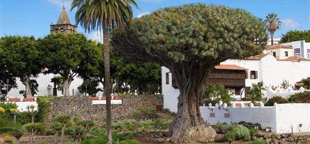 Dragonnier millénaire - Tenerife