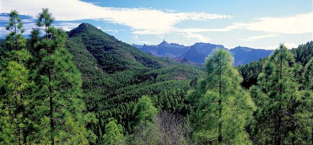 Forêt de Pinar de Tamadaba - Gran Canaria
