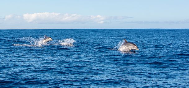Baleines et dauphins Madère