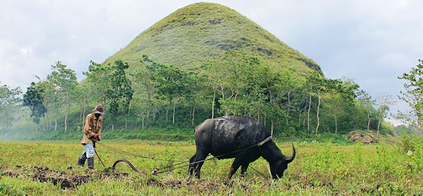 Chocolate Hills