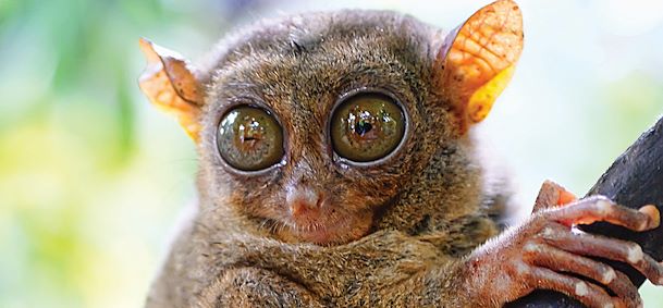 Singes tarsiers