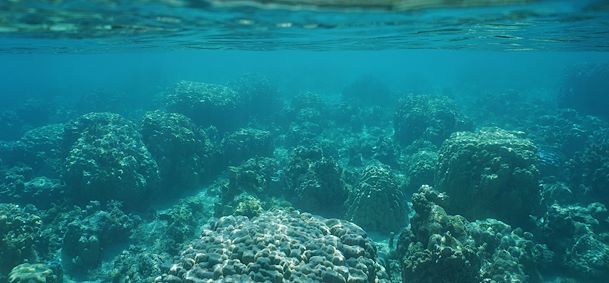 Jardin de corail