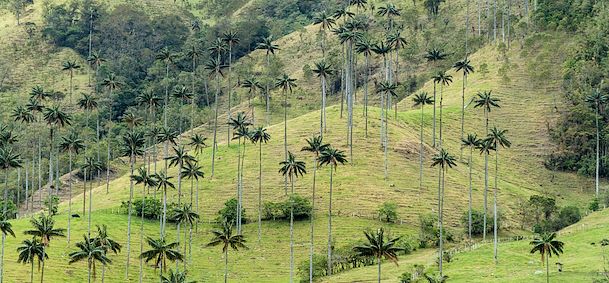 Vallée de Cocora