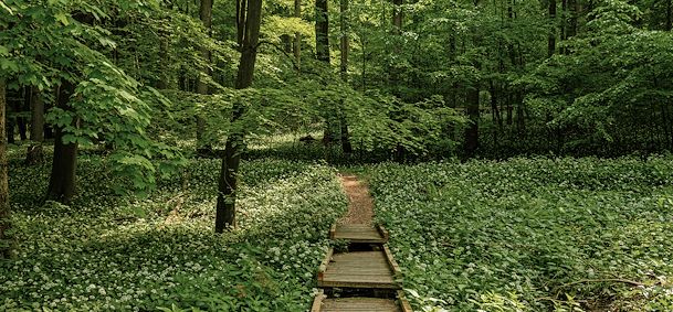 Parc National du Hainich