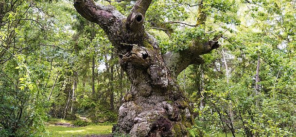 Réserve naturelle de Trollskogen