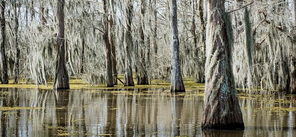 Bayou