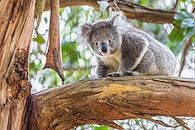 Bestiaire des antipodes
