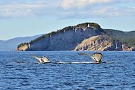 GaspÃ©sie symphonie