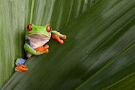 Naturalistes en herbe