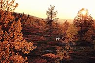Ruska, l'automne en Laponie - 