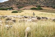 La tÃªte dans les olives