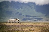 Des safaris Ã foison