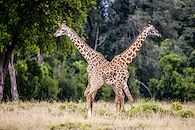 Selous, safaris d'exception
