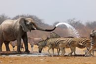 Le Kruger, que du bonheur