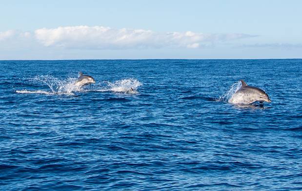Dauphins à la Réunion