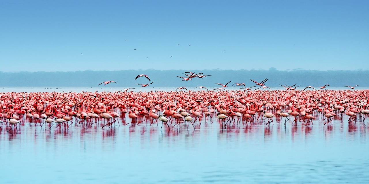 Colonie de flamants nains sur le lac Nakuru - vallée du grand Rift - Kenya