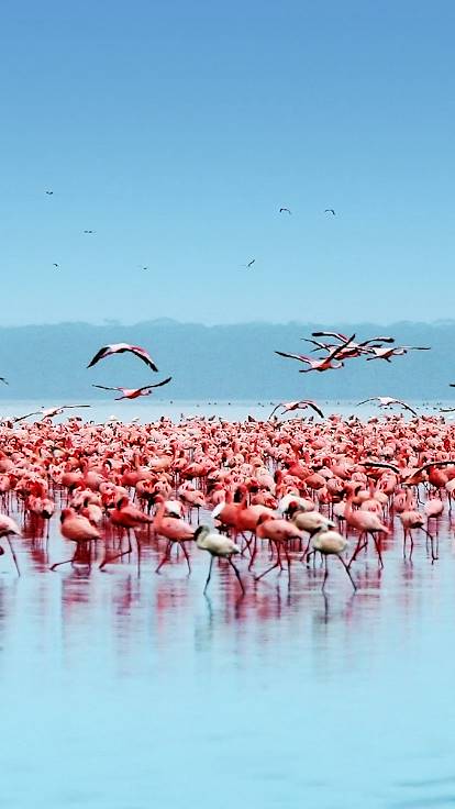 Colonie de flamants nains sur le lac Nakuru - vallée du grand Rift - Kenya