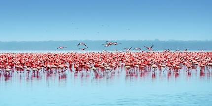 Colonie de flamants nains sur le lac Nakuru - vallée du grand Rift - Kenya