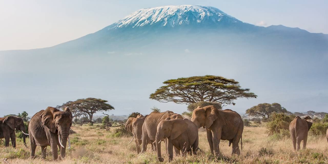 Éléphants avec vue sur  le Kilimandjaro - Kenya