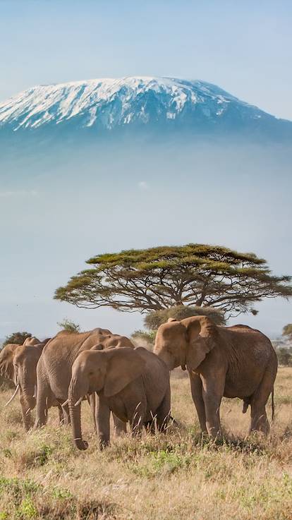 Éléphants avec vue sur  le Kilimandjaro - Kenya