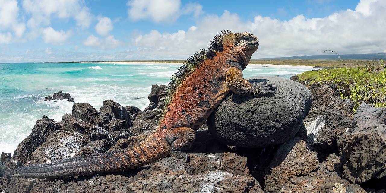 Iguane marin sur l'île Santa Cruz, archipel des Galapagos - Equateur