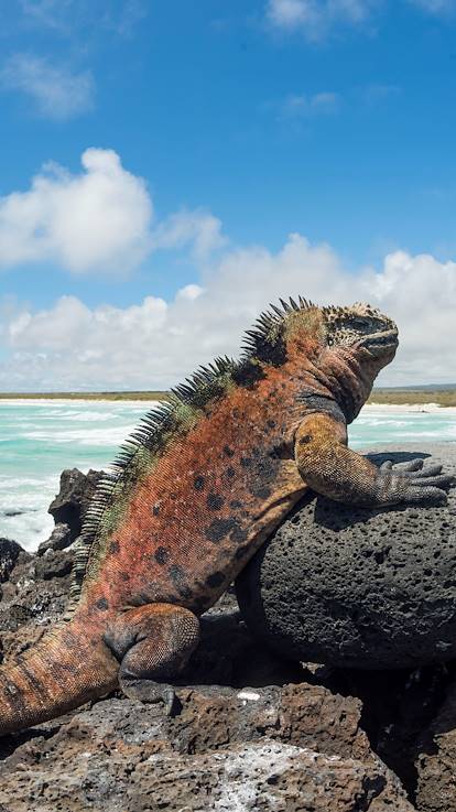 Iguane marin sur l'île Santa Cruz, archipel des Galapagos - Equateur