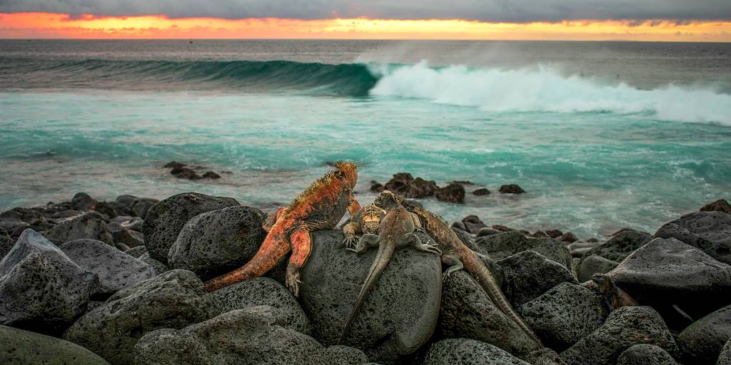 Îles Galapagos - Equateur