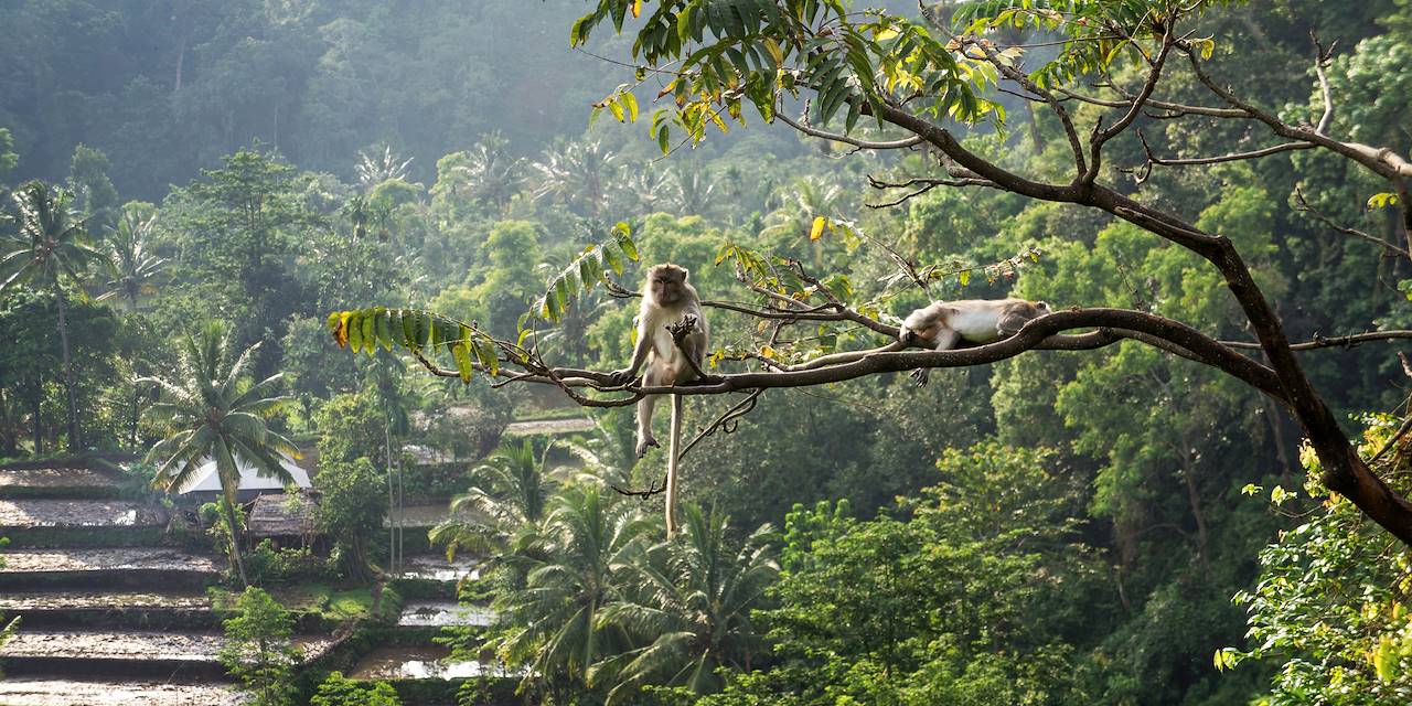 Macaque à Senaru - Lombok - Indonésie