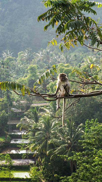Macaque à Senaru - Lombok - Indonésie