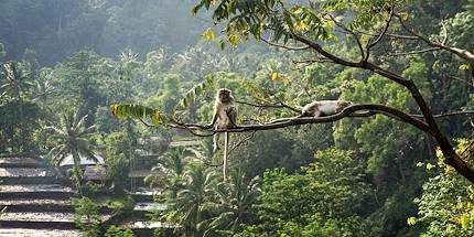 Macaque à Senaru - Lombok - Indonésie