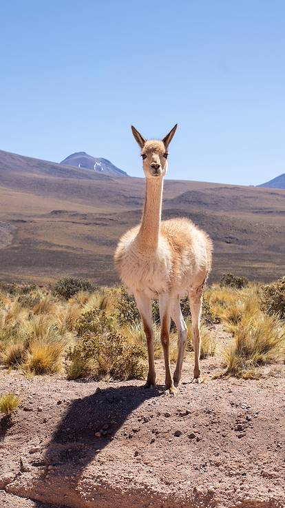 Alpaga dans la Vallée des Cactus - San Pedro de Atacama - Chili