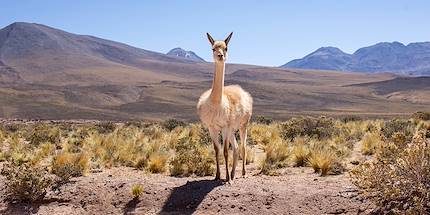 Alpaga dans la Vallée des Cactus - San Pedro de Atacama - Chili