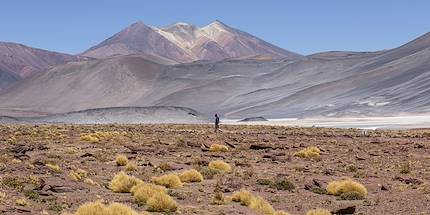 Salar de Talar, le désert de sel - Désert d'Atacama - Antofagasta - Chili