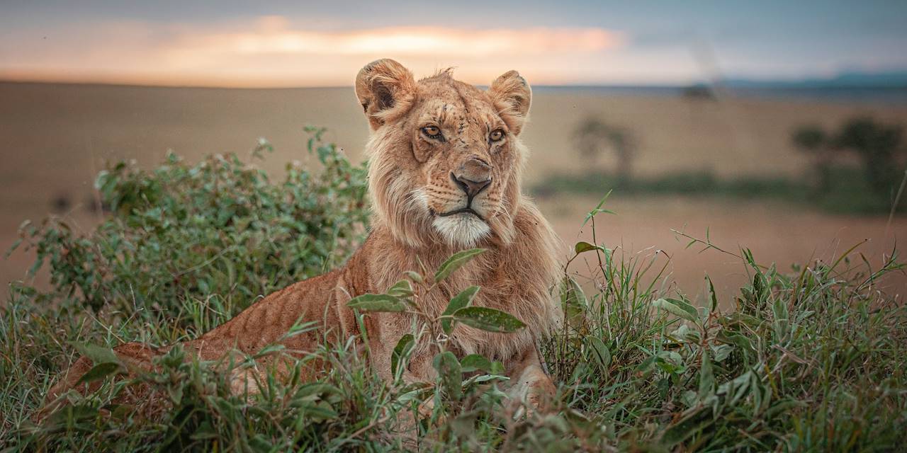 Lionne dans la réserve du Masai Mara - Kenya