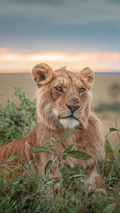 Lionne dans la réserve du Masai Mara - Kenya