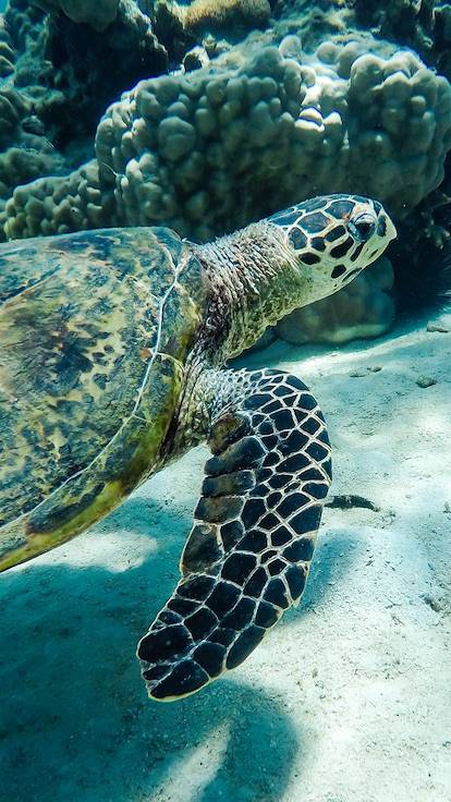 Tortue marine - Nosy Sakatia - Madagascar