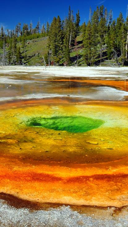  Printemps chromatique dans le parc national de Yellowstone - Etat du Wyoming - Etats-Unis