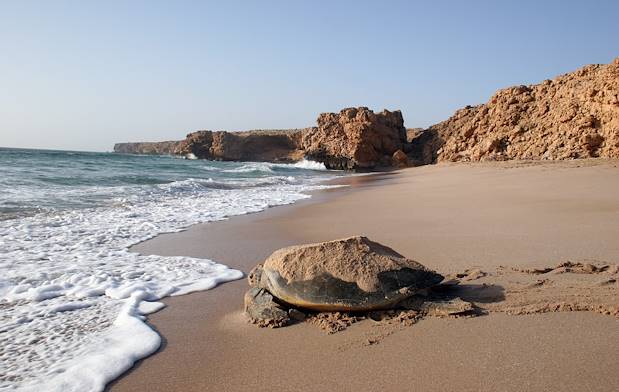 Tortue à Oman